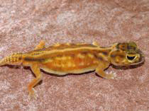 Nephrurus deleani